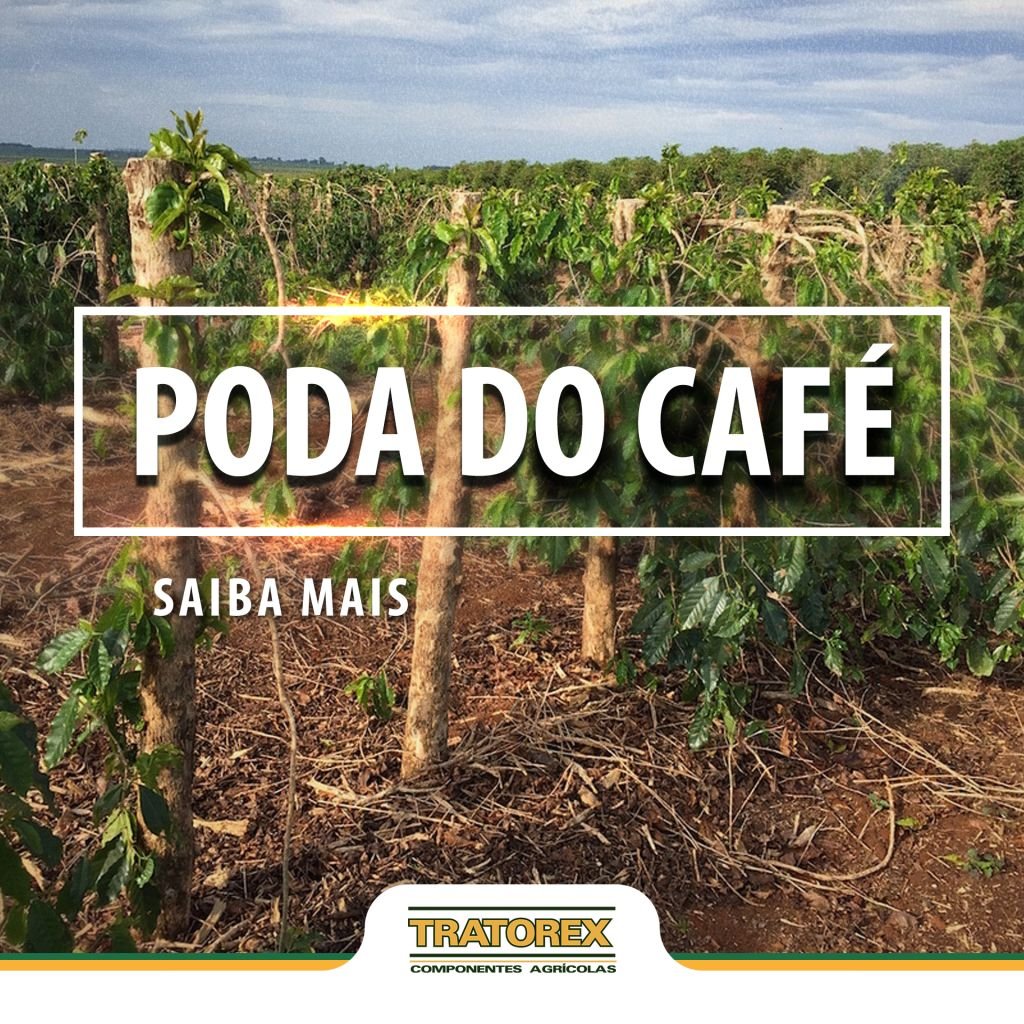 Poda do café