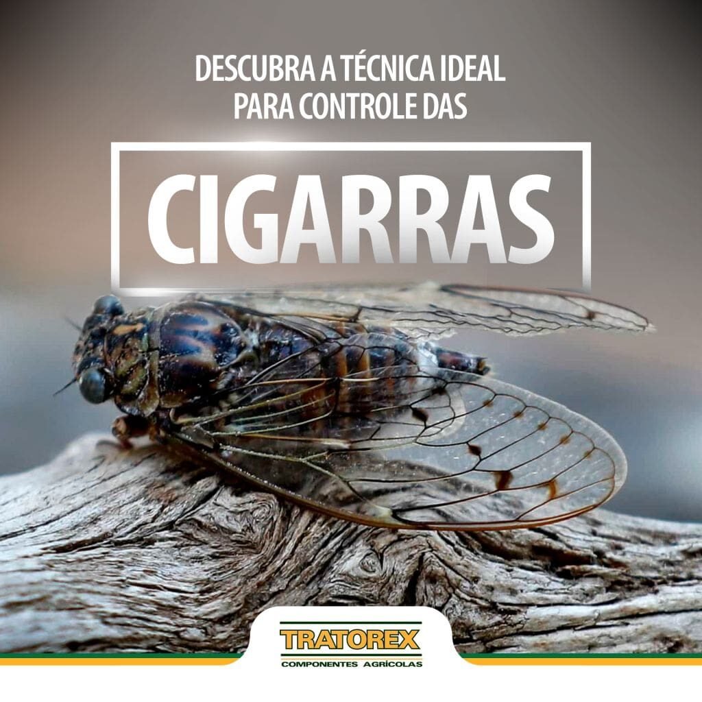 cigarras no cafezal